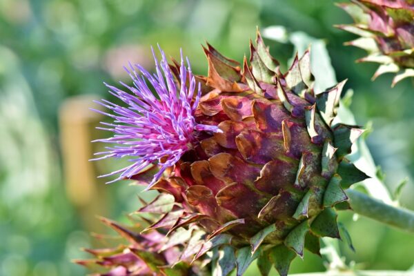 Plant-Powered Weeks: Intentional Prep, Vibrant Living