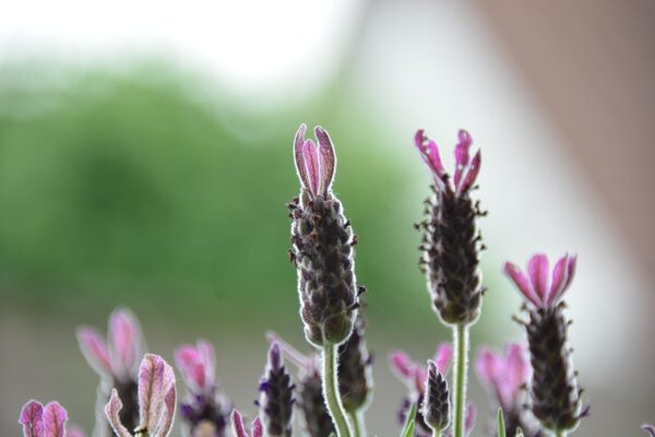 Achieving Italian Depth: Uncomplicated Sauces, Pantry Foundations.