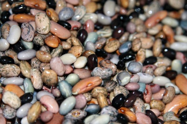 Optimized Plant Power: The Athletes Precision Fueling Strategy